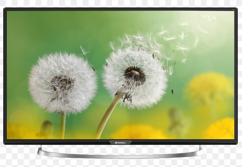 Flower High-definition Television Inch, PNG, 1500x1036px, Flower, Computer, Dandelion, Flora, Grass Download Free