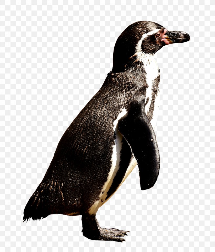 Gentoo Penguin King Penguin Clip Art, PNG, 1093x1280px, Penguin, African Penguin, Animal, Beak, Bird Download Free