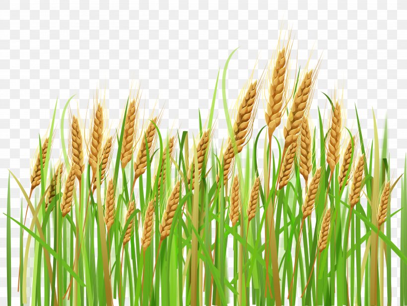 Wheat Barley Cereal Rye Clip Art, PNG, 5036x3799px, Wheat, Barley, Cereal, Cereal Germ, Commodity Download Free
