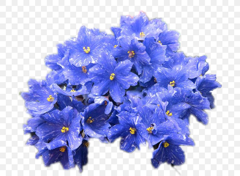 African Violets Cut Flowers Полюби меня такой, PNG, 800x600px, 2016, Violet, African Violets, Author, Blue Download Free