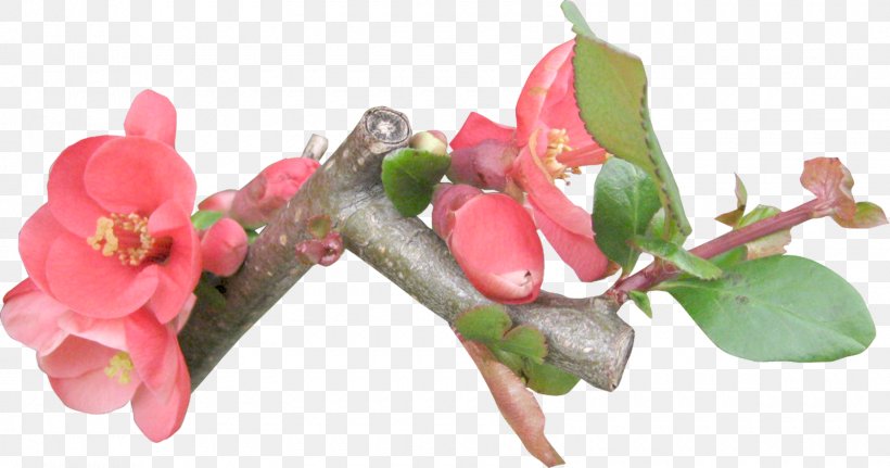 Blossom Rose Family Plants Flower, PNG, 1600x841px, Blossom, Arctostaphylos, Birthday, Branch, Bud Download Free