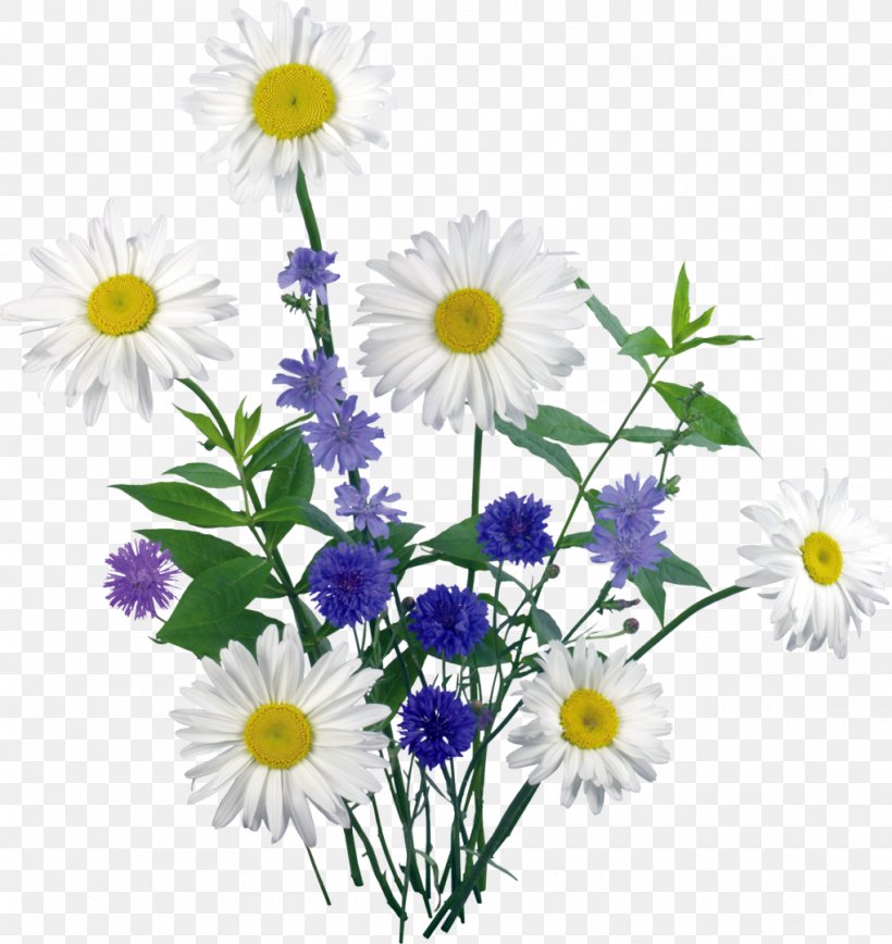 Clip Art, PNG, 1020x1080px, Chamomile, Annual Plant, Aster, Chamaemelum Nobile, Chrysanths Download Free