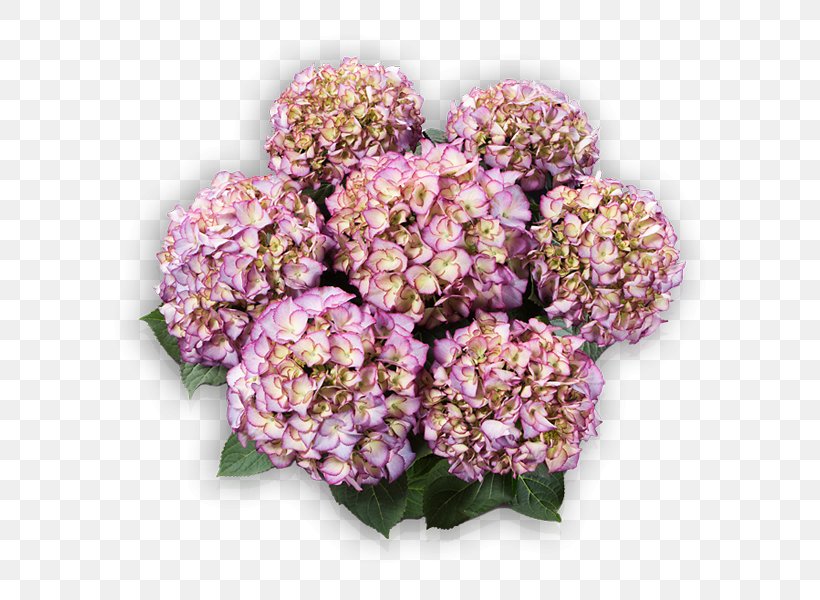 French Hydrangea Flower Plant Blue Violet, PNG, 600x600px, French Hydrangea, Blue, Bud, Cornales, Cut Flowers Download Free