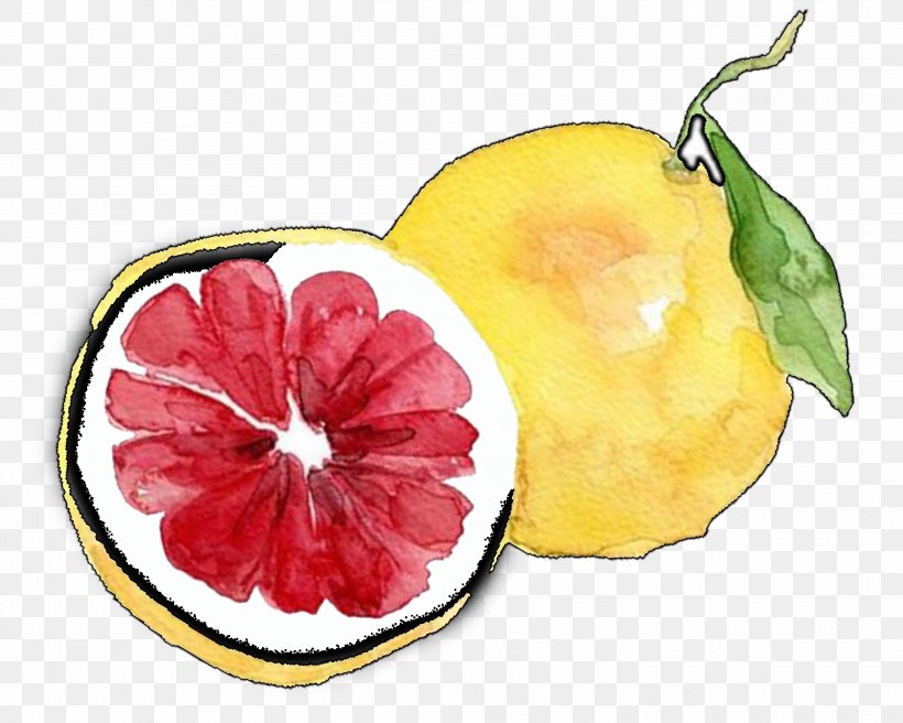 Grapefruit Lemon Pomelo, PNG, 3937x3150px, Grapefruit, Apple, Auglis, Cartoon, Citrus Download Free