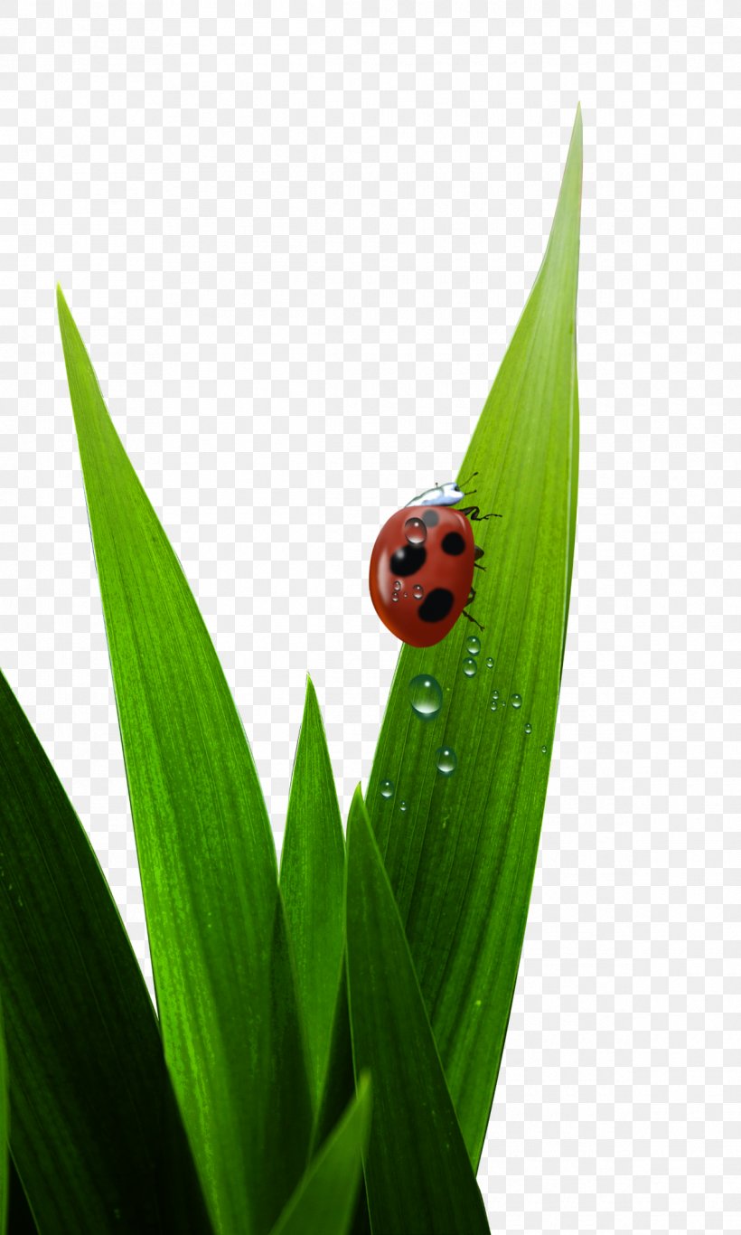 Ladybird Poster Download, PNG, 1190x1983px, Ladybird, Flower, Grass, Green, Image Resolution Download Free