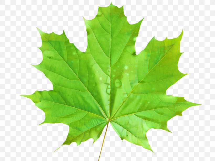 Maple Leaf Vector Graphics Clip Art Green, PNG, 1599x1200px, Maple Leaf, Autumn Leaf Color, Black Maple, Flower, Flowering Plant Download Free