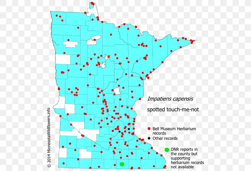 Minnesota Tussock Sedge Water Hemlocks Plant, PNG, 522x560px, Minnesota, Area, Bur Oak, Cyperaceae, Hemlock Download Free