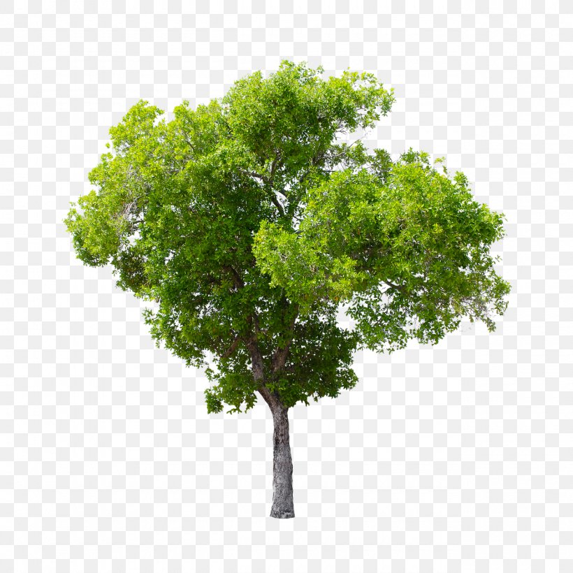 Stock.xchng Stock Photography Tree Deciduous, PNG, 1280x1280px, Stock Photography, Arbor Day, Deciduous, Flower, Flowering Plant Download Free