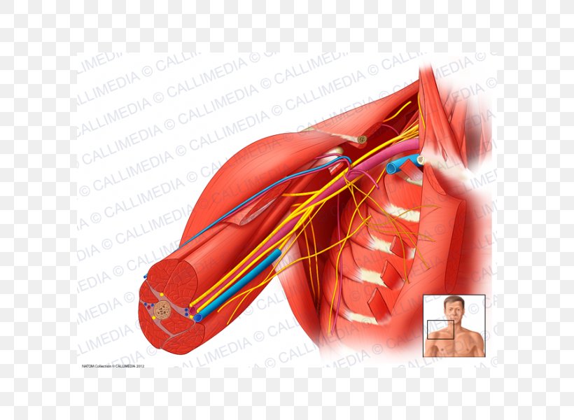 Axillary Nerve Triceps Brachii Muscle Axillary Artery Cubital Fossa, PNG, 600x600px, Watercolor, Cartoon, Flower, Frame, Heart Download Free