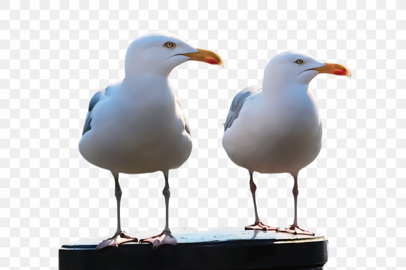 Bird European Herring Gull Gull Western Gull Beak, PNG, 2448x1632px, Bird, Beak, European Herring Gull, Great Blackbacked Gull, Gull Download Free