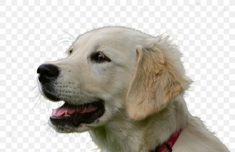 Golden Retriever Labrador Retriever Puppy Bloodhound Pet Sitting, PNG, 1280x831px, Golden Retriever, Bloodhound, Border Terrier, Carnivoran, Companion Dog Download Free