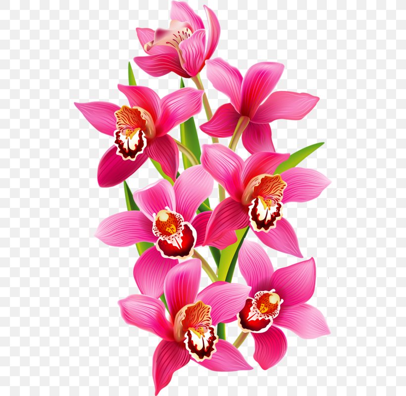 Variety Clipart, PNG, 522x800px, Orchids, Cattleya, Color, Cut Flowers, Dendrobium Download Free