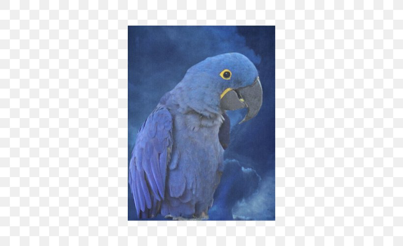 Budgerigar Hyacinth Macaw Bird Blanket, PNG, 500x500px, Budgerigar, Beak, Bird, Blanket, Blue Download Free