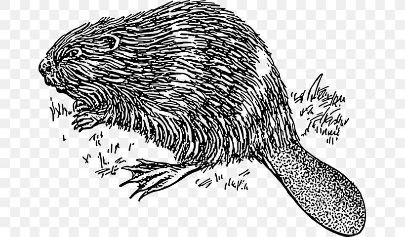 Clip Art Line Art Openclipart Drawing Free Content, PNG, 663x480px, Line Art, American Beaver, Animal Figure, Art, Beaver Download Free