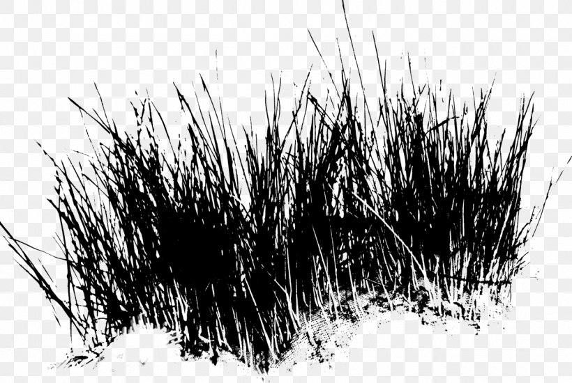 Black & White, PNG, 1280x859px, Black White M, Blackandwhite, Branch, Branching, Drawing Download Free