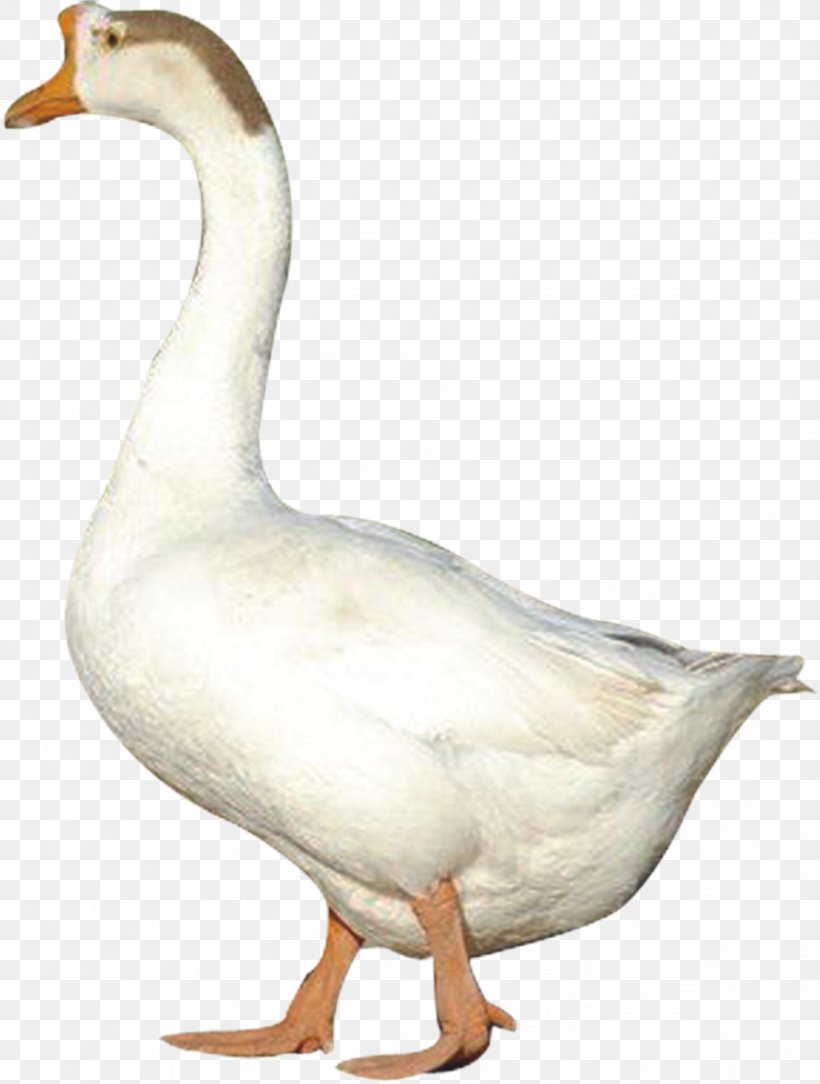 Duck Domestic Goose Poultry Chicken, PNG, 1233x1631px, Duck, Beak, Bird, Chicken, Domestic Goose Download Free
