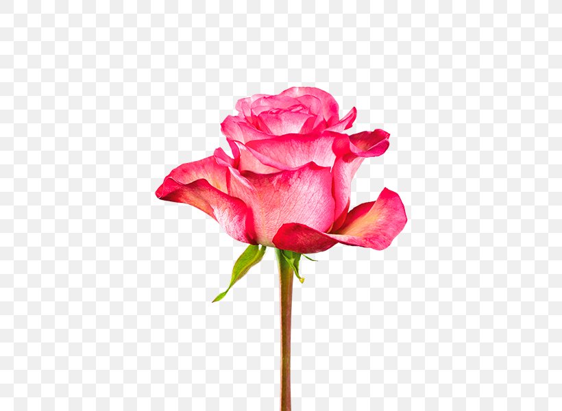 Garden Roses Cabbage Rose Pink Cut Flowers Plant Stem, PNG, 600x600px, Garden Roses, Artificial Flower, Bud, Cabbage Rose, China Rose Download Free