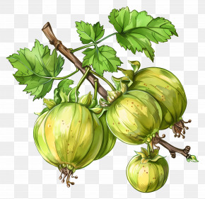 Gooseberry - Gooseberry With Leaf Illustration PNG