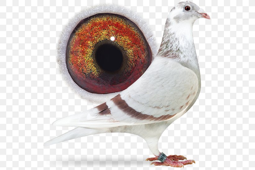 Racing Homer Columbidae Homing Pigeon Pigeon Racing Belgium, PNG, 556x549px, Racing Homer, Beak, Belgium, Bird, Columbidae Download Free