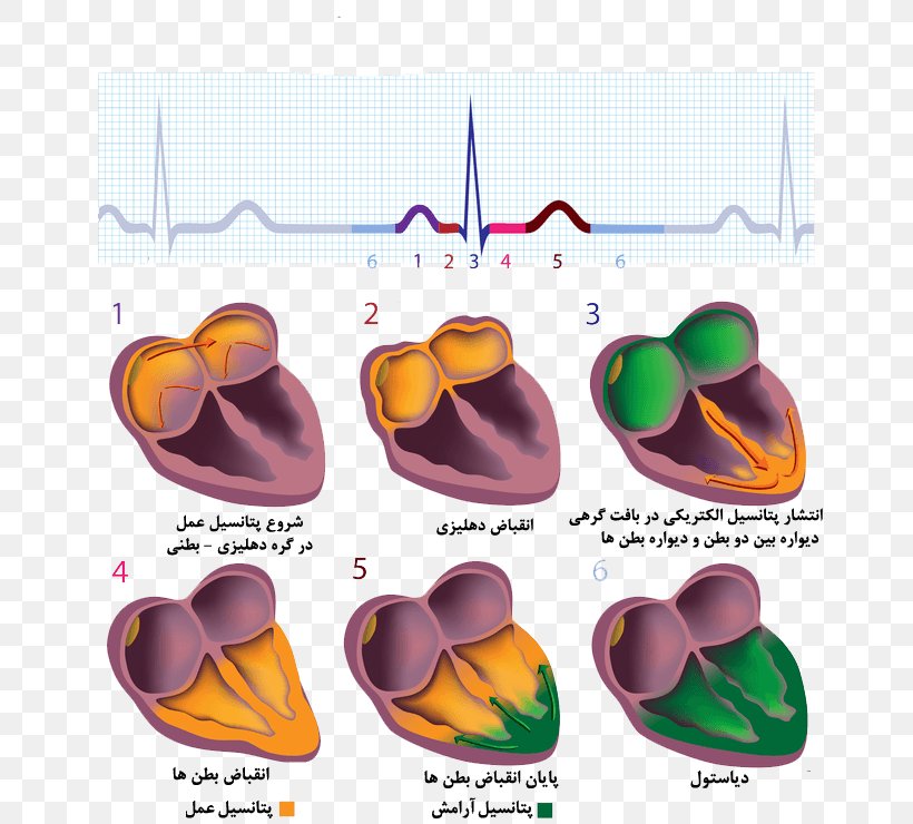 Cardiac Muscle Electrocardiography Electrical Conduction System Of The Heart Stock Photography, PNG, 676x740px, Cardiac Muscle, Anatomy, Atrial Fibrillation, Atrium, Cardiac Cycle Download Free