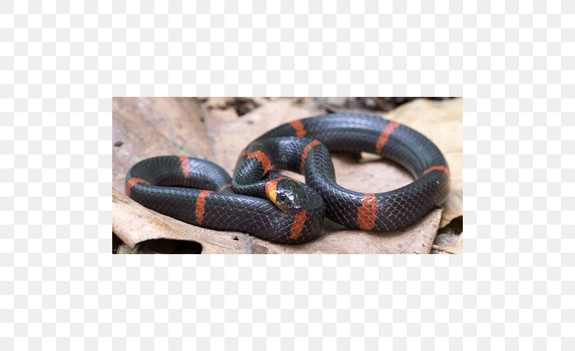 Kingsnakes Elapid Snakes Colubrid Snakes, PNG, 500x500px, Kingsnakes, Colubrid Snakes, Colubridae, Elapid Snakes, Elapidae Download Free