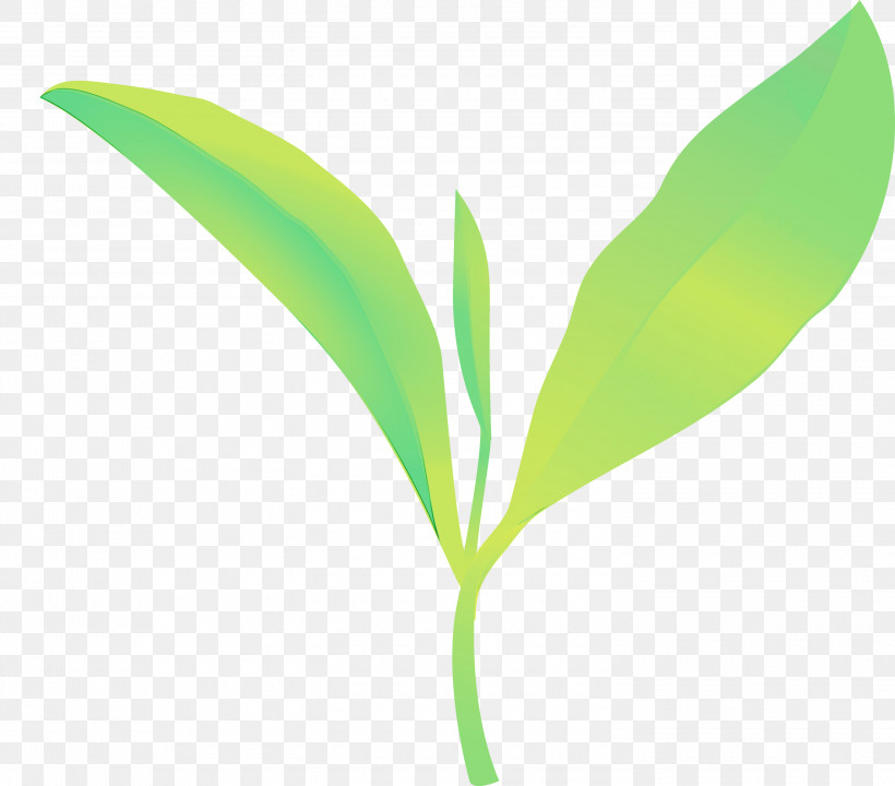 Leaf Lily Of The Valley Green Flower Plant, PNG, 3000x2636px, Tea Leaves, Eucalyptus, Flower, Grass, Green Download Free