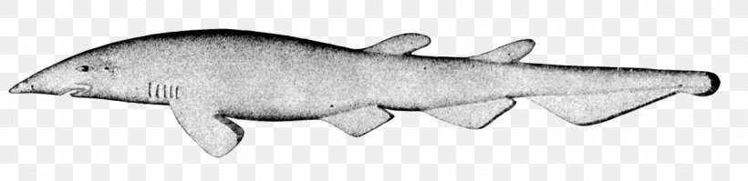 Deepwater Catshark Great Lanternshark Great White Shark Animal, PNG, 1172x285px, Shark, Animal, Animal Figure, Apristurus, Black And White Download Free