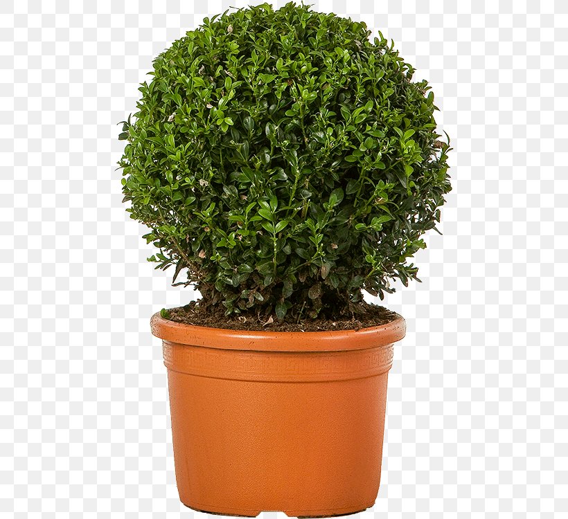 Flowerpot Box Shrub Chinese Sweet Plum Tree, PNG, 490x750px, Flowerpot, Bolcom, Box, Centimeter, Chinese Sweet Plum Download Free