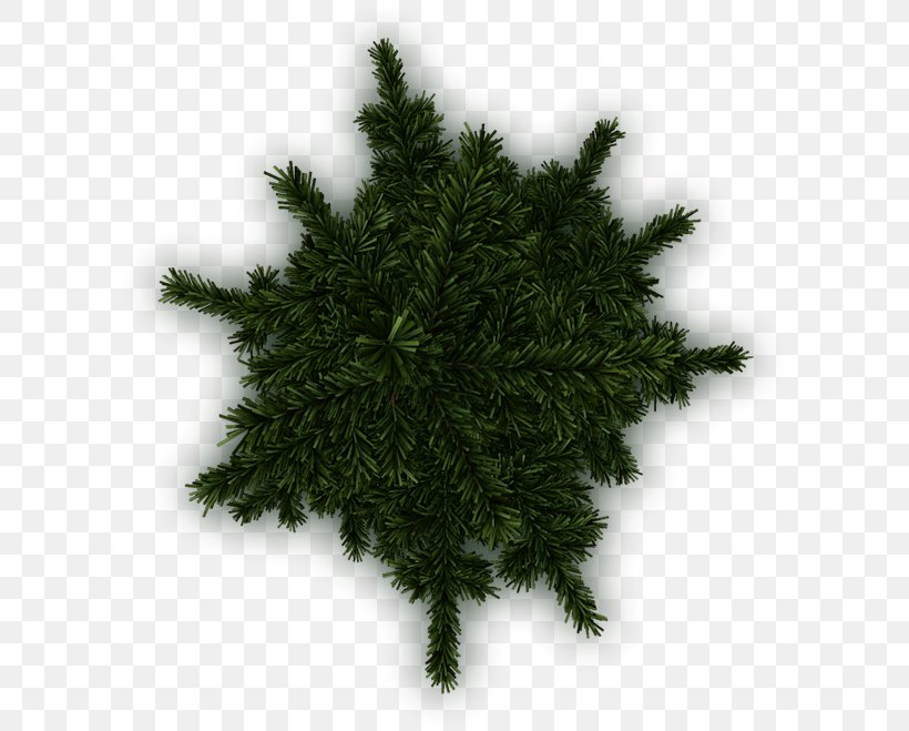 Pine Tree Fir Conifers Evergreen, PNG, 604x659px, Pine, Branch, Christmas Decoration, Christmas Tree, Conifer Download Free