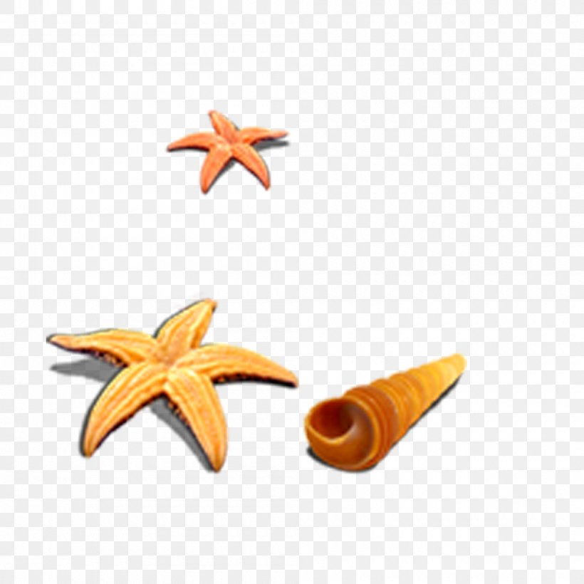 Starfish Shell Beach Seashell Icon, PNG, 1000x1000px, Starfish, Beach, Data, Echinoderm, Invertebrate Download Free