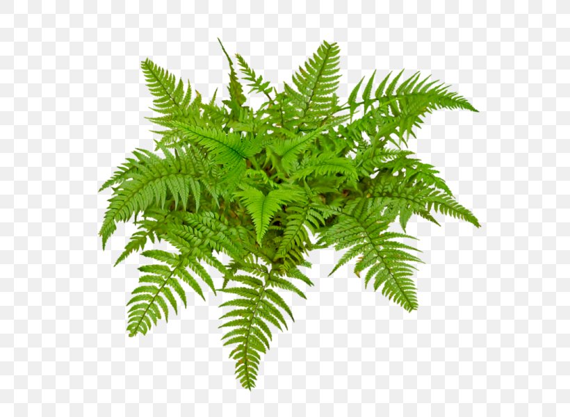 Vector Space, PNG, 600x600px, Vector Space, Arecaceae, Fern, Ferns And Horsetails, Grass Download Free