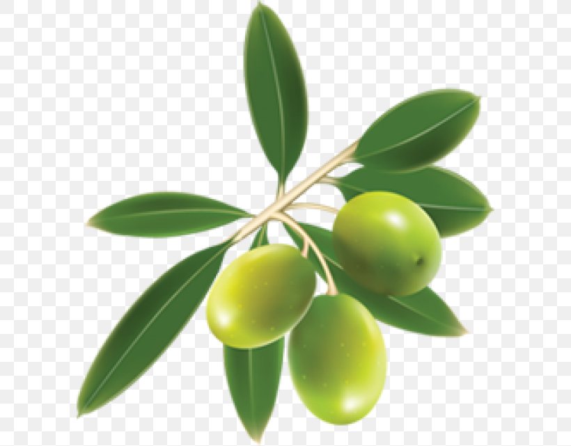 Family Tree Background, PNG, 600x641px, Olive, Cooking Oils, Flower, Food, Fruit Download Free
