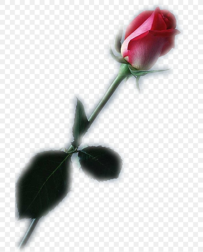 Garden Roses Red Flower, PNG, 699x1021px, Garden Roses, Black Rose, Blue, Bud, Close Up Download Free