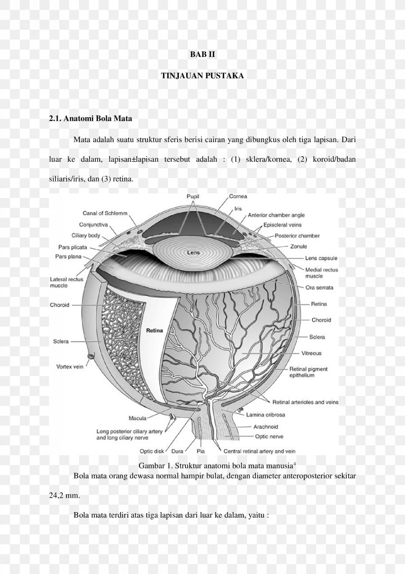 Lamina Cribrosa Sclerae Human Eye Lamina Cribrosa Sclerae, PNG, 1653x2339px, Watercolor, Cartoon, Flower, Frame, Heart Download Free