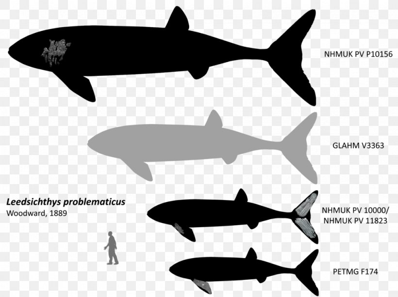Leedsichthys Bony Fishes Whale Liopleurodon Pliosaurus, PNG, 1024x766px, Leedsichthys, Animal, Art, Black And White, Blue Whale Download Free