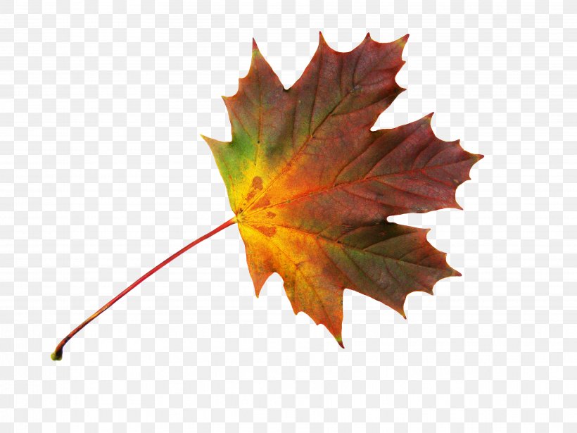 Maple Leaf Autumn, PNG, 3648x2736px, Maple Leaf, Autumn, Bild, Database, Finns Party Download Free