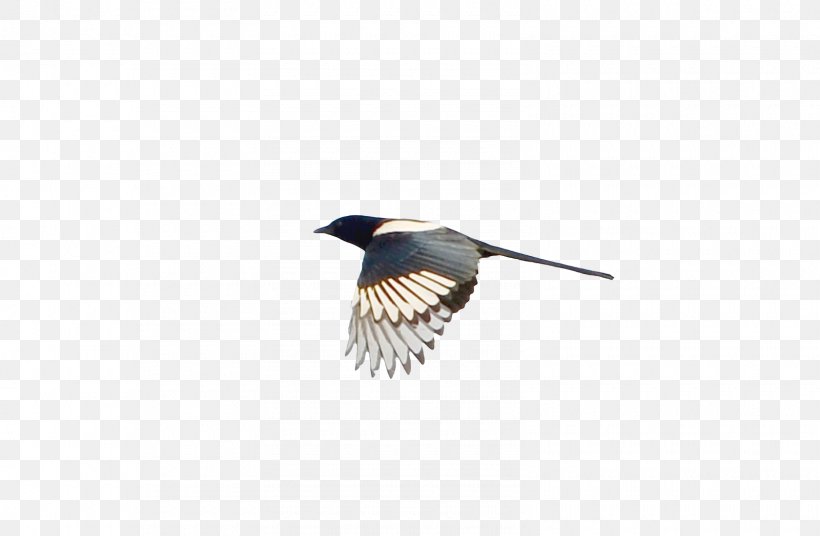 Beak Feather Wing, PNG, 1600x1047px, Bird, Beak, Feather, Wing Download Free