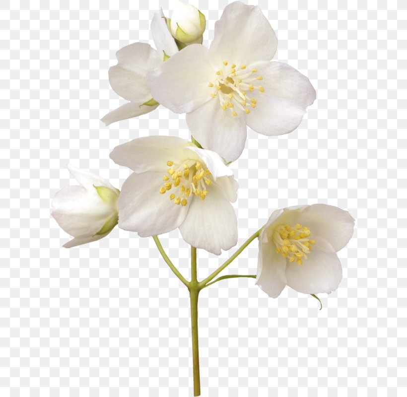 Jasmine Stock Photography Flower Desktop Wallpaper White, PNG, 615x800px,  Jasmine, Blossom, Branch, Cherry Blossom, Cut Flowers