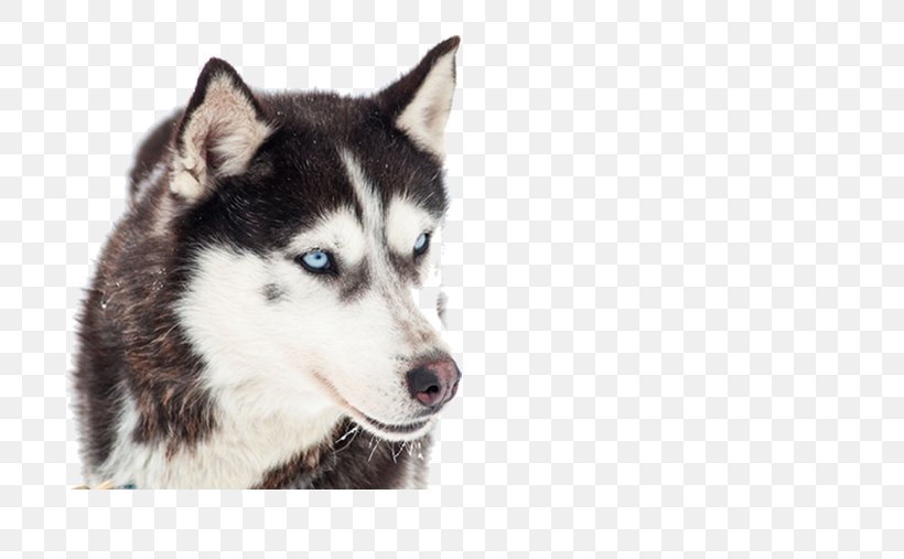 Siberian Husky Puppy Alaskan Malamute Sled Dog Stock Photography, PNG, 724x507px, Siberian Husky, Alaskan Klee Kai, Alaskan Malamute, Canadian Eskimo Dog, Carnivoran Download Free