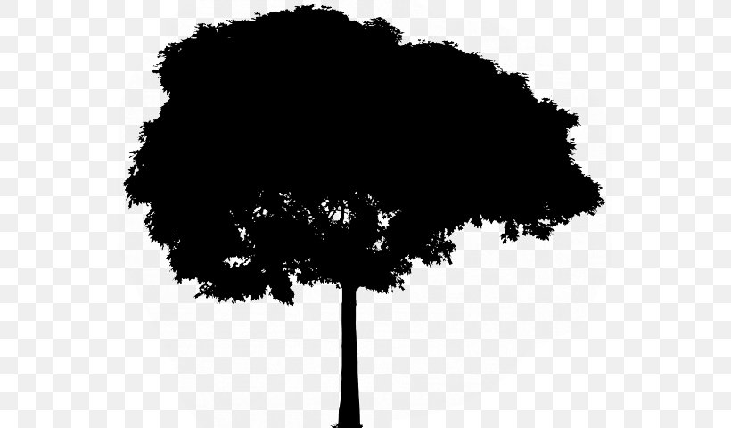 Vector Graphics Tree Drawing Image Ecology, PNG, 553x480px, Tree, Black, Drawing, Ecology, Forest Download Free
