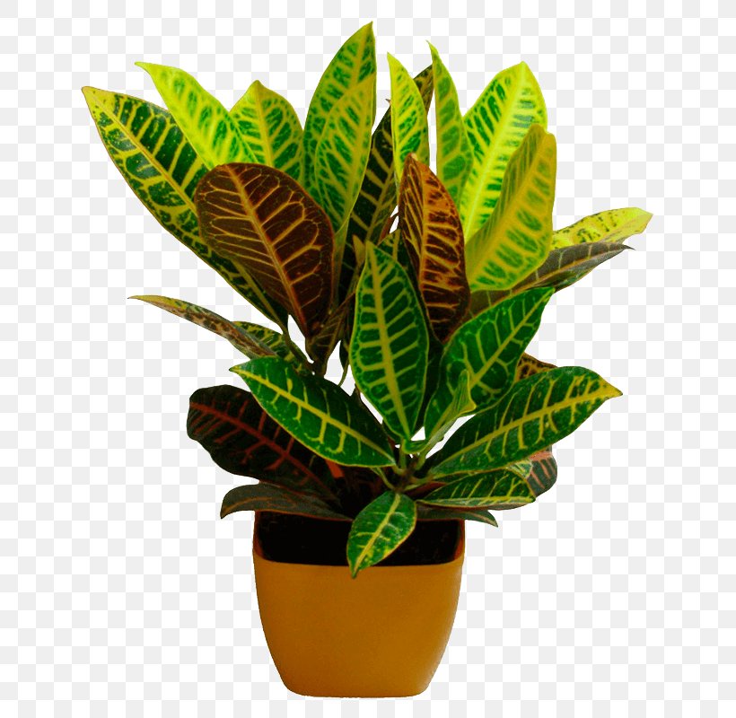 Flowerpot Leaf Garden Croton Houseplant Ornamental Plant, PNG, 800x800px, Flowerpot, Arrowroot Family, Bonsai, Codiaeum, Evergreen Download Free