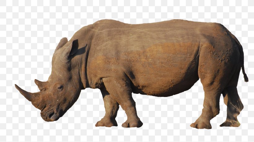 Indian Rhinoceros Poaching Animal Horn, PNG, 800x461px, Rhinoceros, Animal, Biodiversity, Cattle Like Mammal, Conservation Download Free