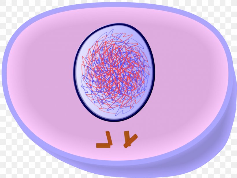 Mitosis And Meiosis Interphase Cell Division, PNG, 1150x863px, Mitosis