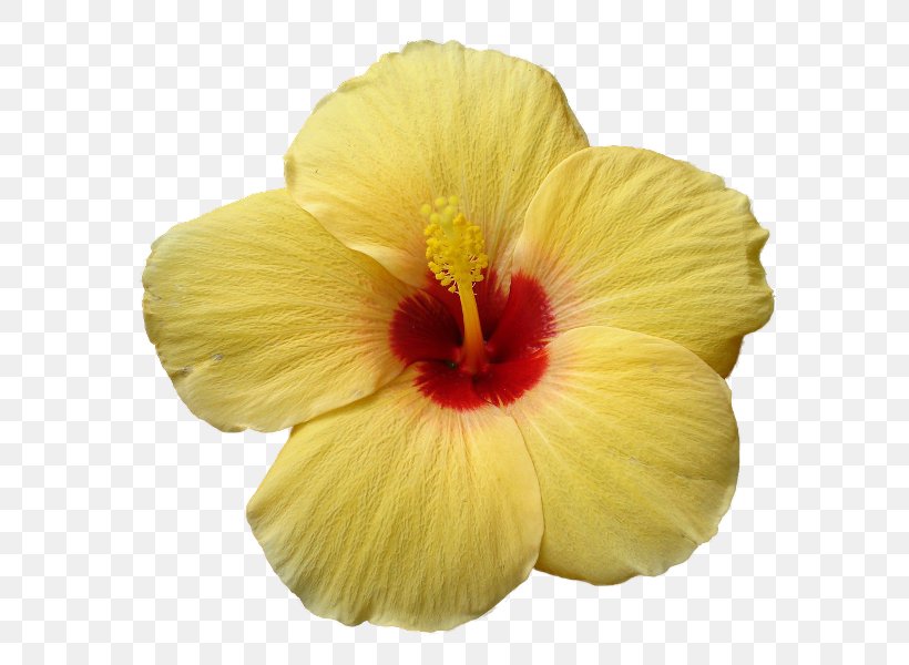Shoeblackplant Yellow Natural Science Skin Care, PNG, 650x600px, Shoeblackplant, Chinese Hibiscus, Deviantart, Flower, Flowering Plant Download Free