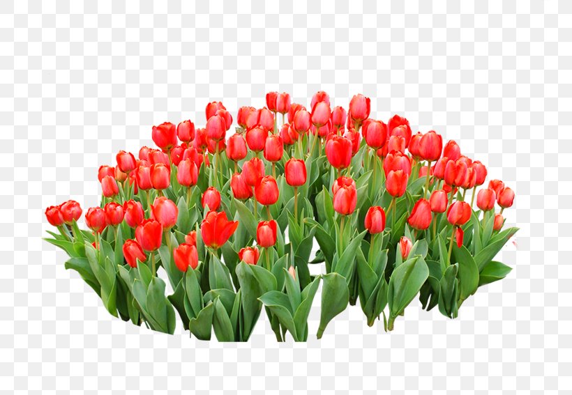 Tulip Red Flower, PNG, 796x567px, Tulip, Color, Cut Flowers, Floral Design, Floristry Download Free