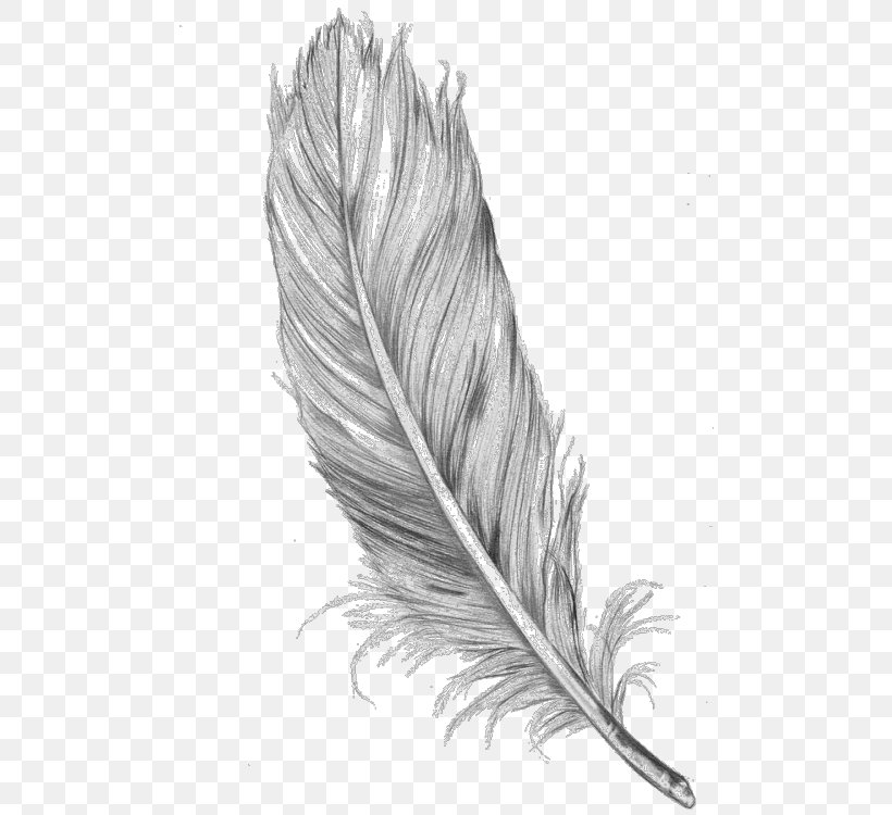 Bird Drawing Feather Line Art, PNG, 493x750px, Bird, Art, Art Museum, Black And White, Coloring Book Download Free