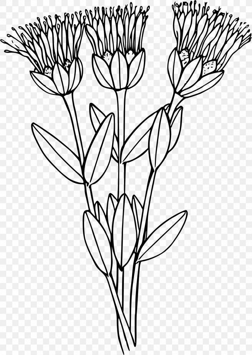 Biopharmaceutical Color Pages, PNG, 1705x2400px, Camera, Black And White, Botanical Illustration, Branch, Cut Flowers Download Free