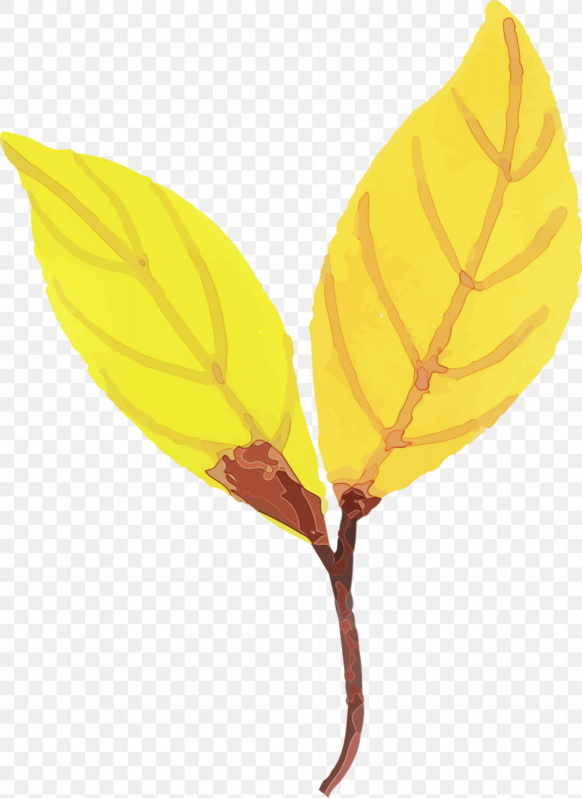 Leaf Yellow Science Biology Plants, PNG, 2186x3000px, Watercolor Autumn, Biology, Colorful Leaf, Leaf, Paint Download Free