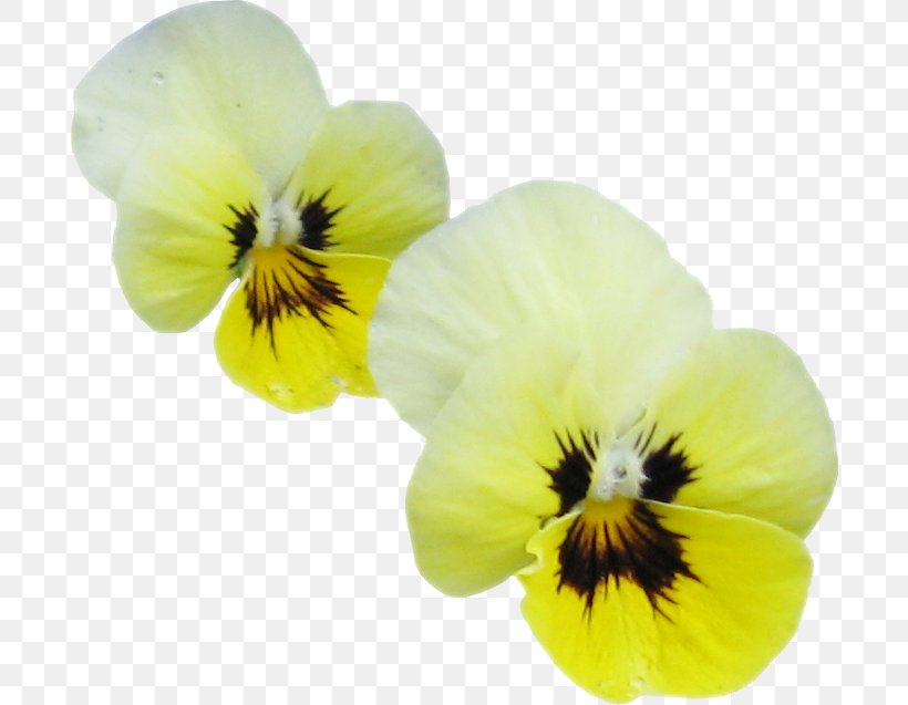 Pansy Petal, PNG, 695x637px, Pansy, Flower, Flowering Plant, Petal, Plant Download Free