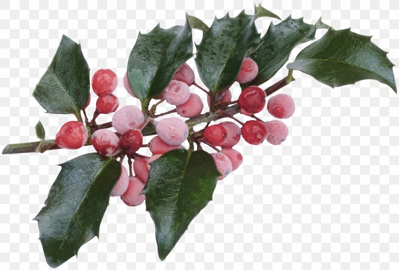 Yaupon Christmas Ilex Crenata Common Holly Aquifoliales, PNG, 3055x2075px, Yaupon, Advent Wreath, Aquifoliaceae, Aquifoliales, Berry Download Free